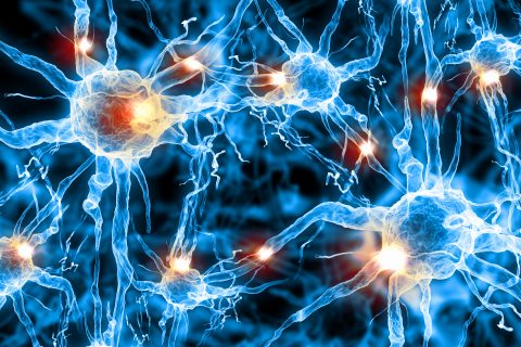 NERVE CELLS ARE RECOVERED: NEUROBICS, WHY IT IS USEFUL FOR THE BRAIN